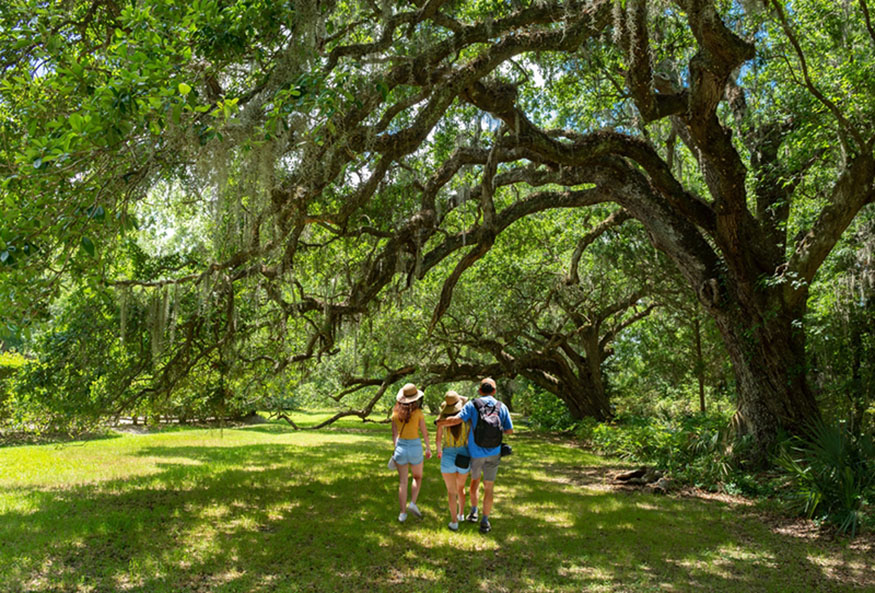 Family walking under the oak trees at Magnolia Plantation